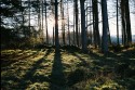 Winter Sun Woodlands near Gleneagles, Perthshire